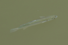 Planiliza subviridis