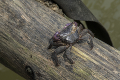 Metopograpsus latifrons
