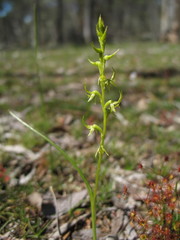 Prasophyllum gracile