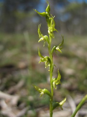 Prasophyllum gracile