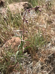 Penstemon roezlii