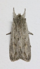 Lithophane lapidea