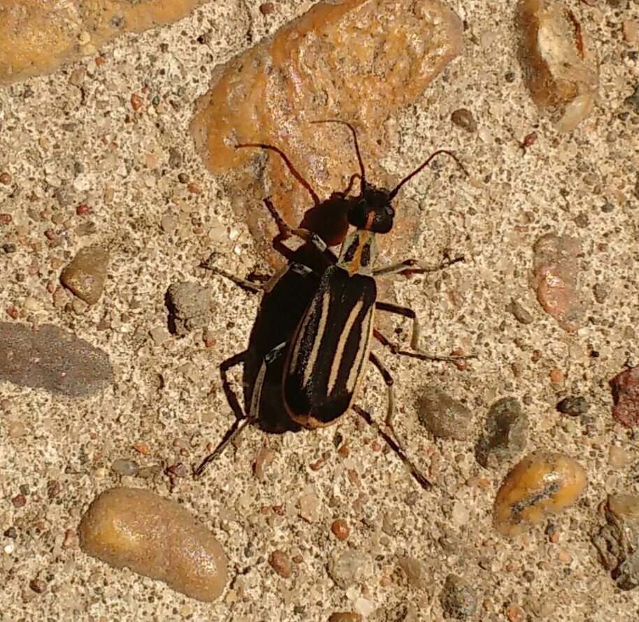 Epicauta semivittata