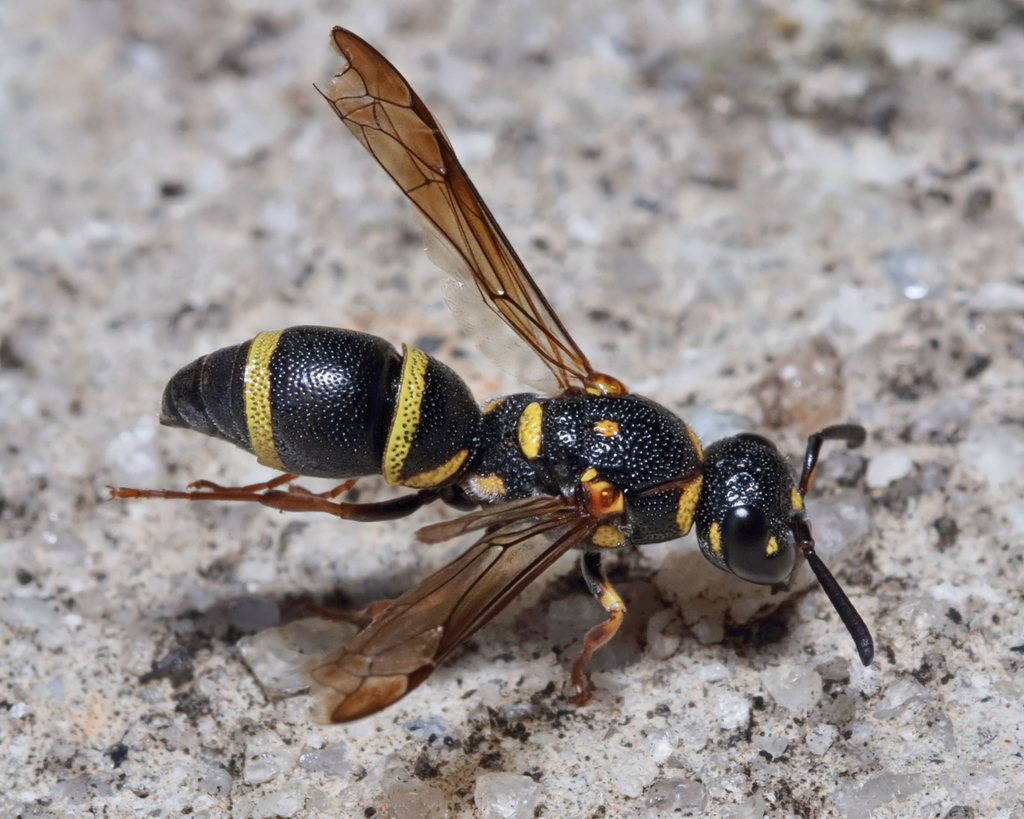 Potter wasp