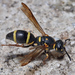 Parancistrocerus fulvipes - Photo (c) Dennis White, some rights reserved (CC BY-NC), uploaded by Dennis White