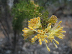 Petrophile serruriae