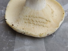 Lactifluus glaucescens