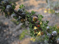 Petrophile serruriae