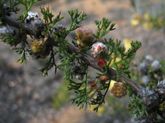 Petrophile serruriae