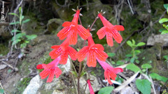 Ourisia coccinea coccinea