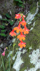 Ourisia coccinea coccinea