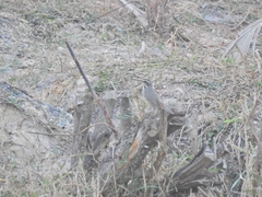 Luscinia svecica