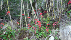 Ourisia coccinea coccinea