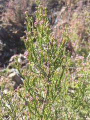 Erica umbellata