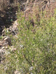Erica umbellata