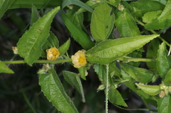 Malvastrum interruptum