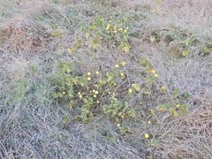 Solanum viarum