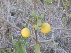 Solanum viarum