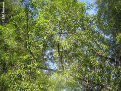 Podocarpus salignus