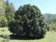 Podocarpus salignus