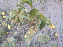 Solanum viarum