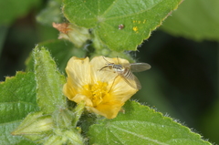 Pseudabutilon virgatum