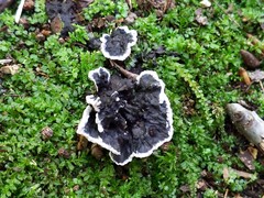 Thelephora cuticularis