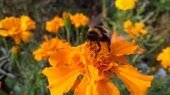 Bombus