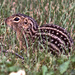 Thirteen-lined Ground Squirrel - Photo (c) Jerry Oldenettel, some rights reserved (CC BY-NC-SA)