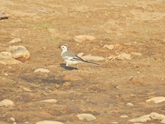 Motacilla alba