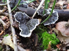 Thelephora cuticularis