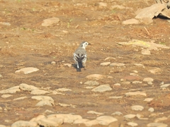 Motacilla alba