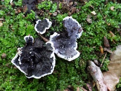 Thelephora cuticularis