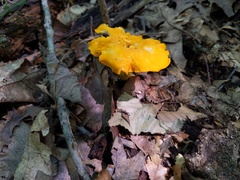 Cantharellus flavus