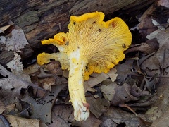Cantharellus flavus