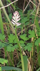Fumaria bastardii