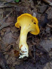 Cantharellus flavus