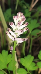 Fumaria bastardii