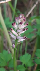 Fumaria bastardii