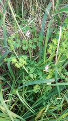 Fumaria bastardii
