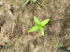 Asclepias incarnata incarnata