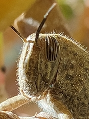 Anacridium aegyptium