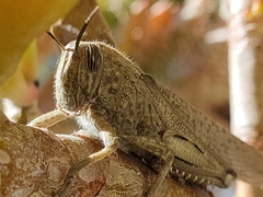 Anacridium aegyptium