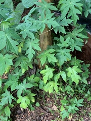 Magnoliopsida