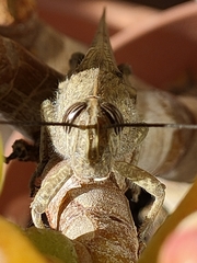 Anacridium aegyptium
