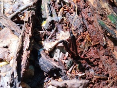 Geoglossum difforme