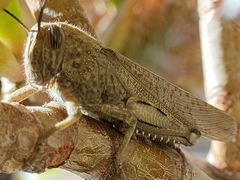 Anacridium aegyptium
