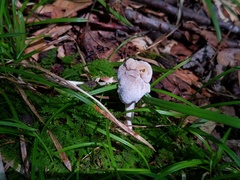 Hypomyces porphyreus