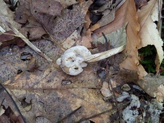 Hypomyces porphyreus