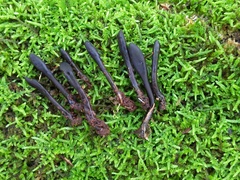 Geoglossum difforme